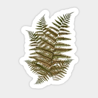 Fern Leaves in the Forest (military green) Sticker